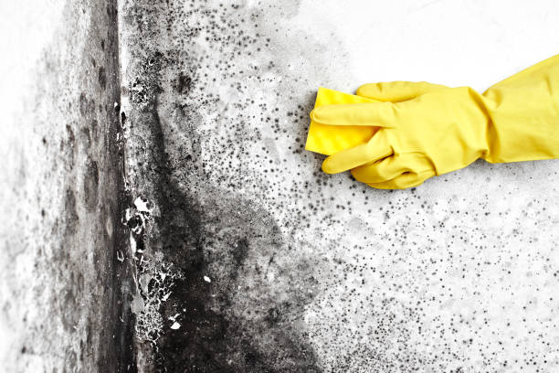 Best Certified Mold Removal  in Rock Port, MO