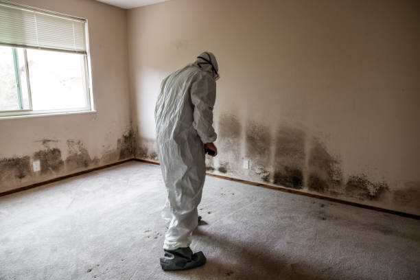 Best Attic Mold Removal  in Rock Port, MO