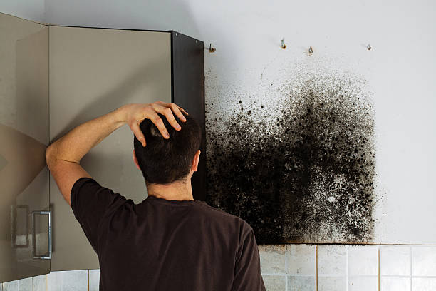Best Emergency Mold Removal  in Rock Port, MO