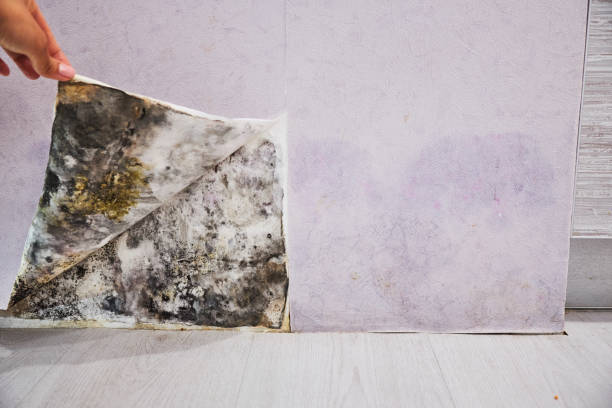 Best Mold Damage Repair  in Rock Port, MO